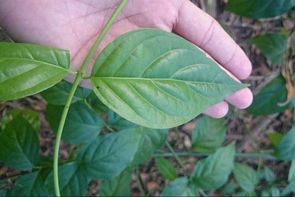 Káº¿t quáº£ hÃ¬nh áº£nh cho lÃ¡ ngÃ³n